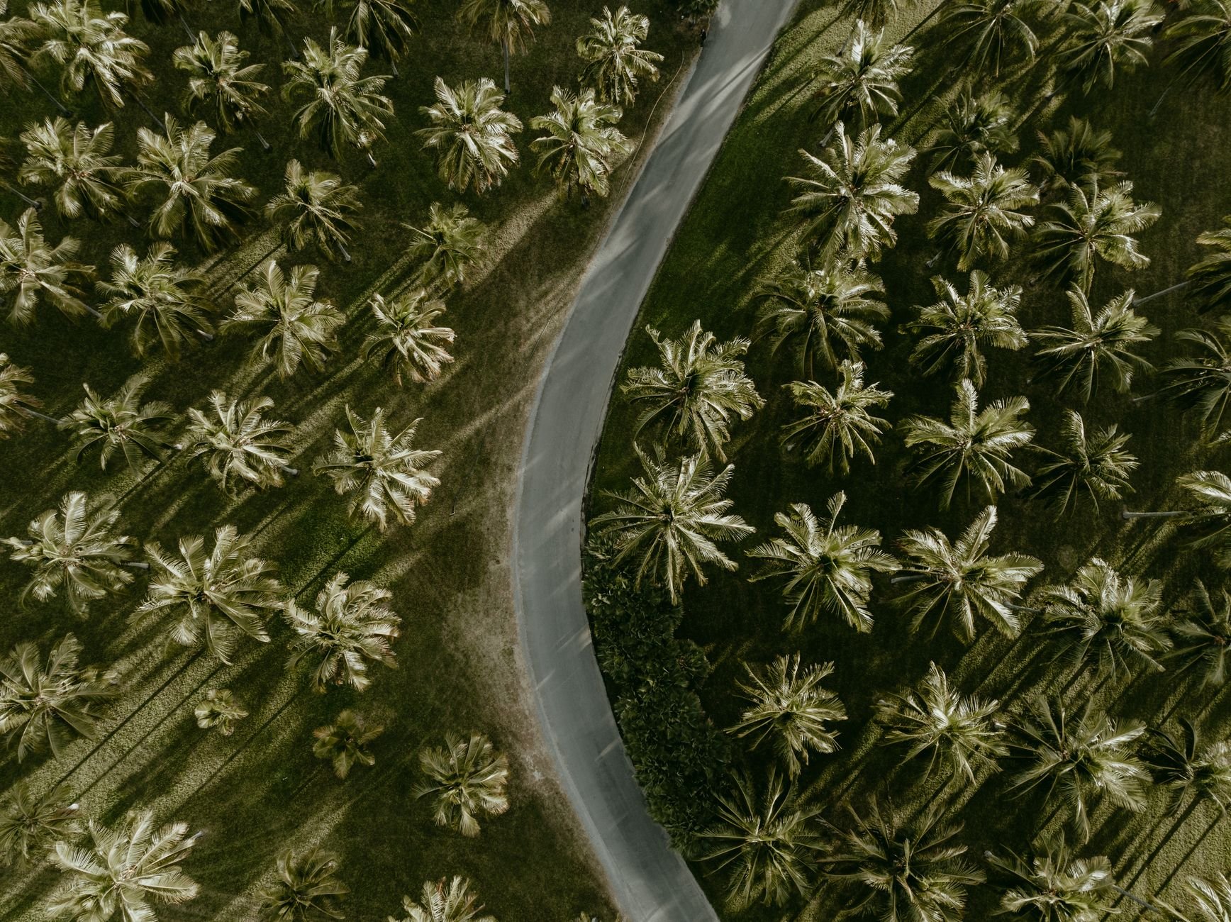 Aerial view of a winding road through tropical palm plantations at Oak Beach, Far North Queensland, Australia